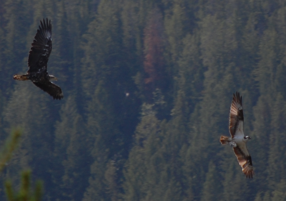 a bald eagle chasing an osprey to steal its fish